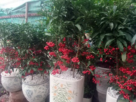 Sổ tay du lịch so tay du lich Sotaydulich Sotay Dulich Khampha Kham Pha Bui Nhon nhip cho hoa Quang An dip cuoi nam