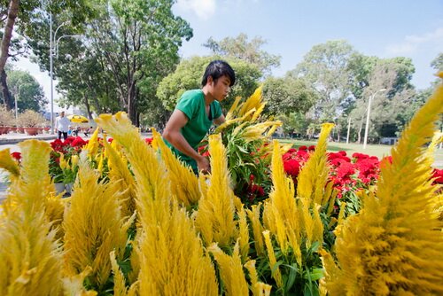 Sổ tay du lịch so tay du lich Sotaydulich Sotay Dulich Khampha Kham Pha Bui Ron rang cho hoa tet o TPHCM Hue va Can Tho