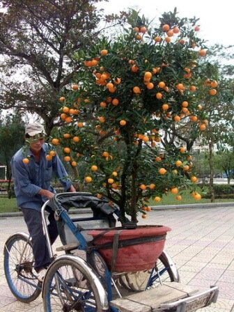 Sổ tay du lịch so tay du lich Sotaydulich Sotay Dulich Khampha Kham Pha Bui Ron rang cho hoa tet o TPHCM Hue va Can Tho