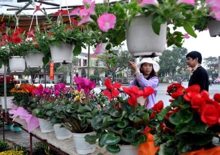 Sổ tay du lịch so tay du lich Sotaydulich Sotay Dulich Khampha Kham Pha Bui Ron rang cho hoa tet o TPHCM Hue va Can Tho