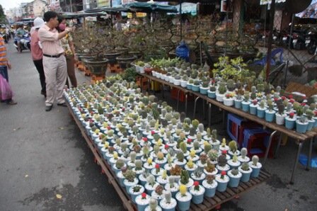 Sổ tay du lịch so tay du lich Sotaydulich Sotay Dulich Khampha Kham Pha Bui Ron rang cho hoa tet o TPHCM Hue va Can Tho