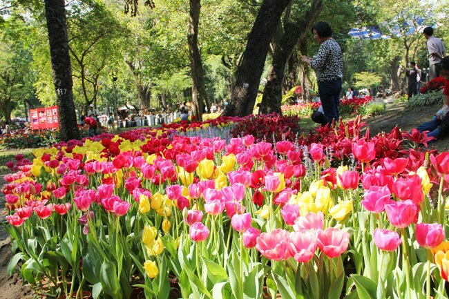 Sổ tay du lịch so tay du lich Sotaydulich Sotay Dulich Khampha Kham Pha Bui Doc dao cac loai hoa o Hoi hoa xuan Tao Dan 2012