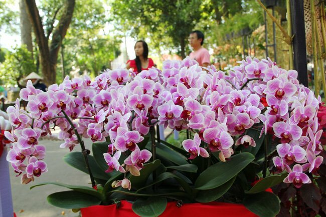 Sổ tay du lịch so tay du lich Sotaydulich Sotay Dulich Khampha Kham Pha Bui Doc dao cac loai hoa o Hoi hoa xuan Tao Dan 2012