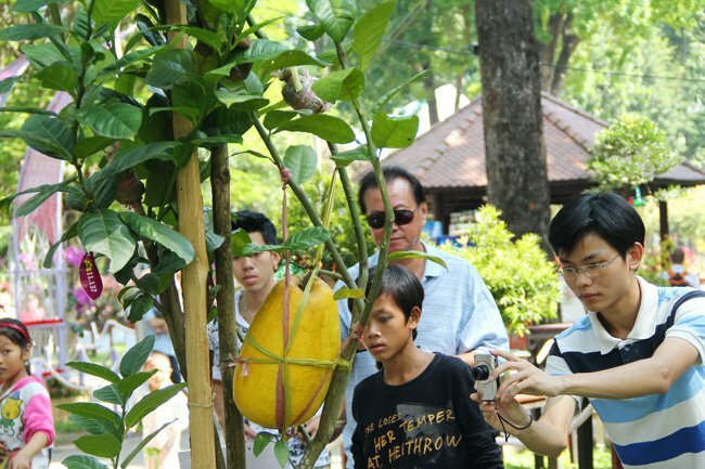Sổ tay du lịch so tay du lich Sotaydulich Sotay Dulich Khampha Kham Pha Bui Doc dao cac loai hoa o Hoi hoa xuan Tao Dan 2012