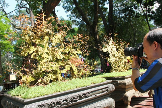Sổ tay du lịch so tay du lich Sotaydulich Sotay Dulich Khampha Kham Pha Bui Doc dao cac loai hoa o Hoi hoa xuan Tao Dan 2012