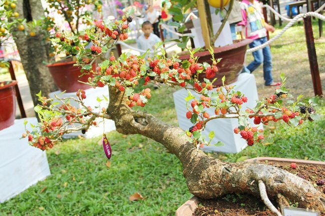 Sổ tay du lịch so tay du lich Sotaydulich Sotay Dulich Khampha Kham Pha Bui Doc dao cac loai hoa o Hoi hoa xuan Tao Dan 2012
