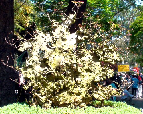 Sổ tay du lịch so tay du lich Sotaydulich Sotay Dulich Khampha Kham Pha Bui Doc dao cac loai hoa ky hoa di thao o Hoi hoa xuan Tao Dan 2012