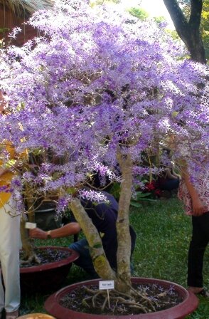 Sổ tay du lịch so tay du lich Sotaydulich Sotay Dulich Khampha Kham Pha Bui Doc dao cac loai hoa ky hoa di thao o Hoi hoa xuan Tao Dan 2012