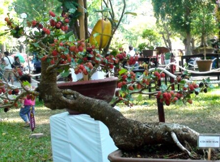 Sổ tay du lịch so tay du lich Sotaydulich Sotay Dulich Khampha Kham Pha Bui Doc dao cac loai hoa ky hoa di thao o Hoi hoa xuan Tao Dan 2012