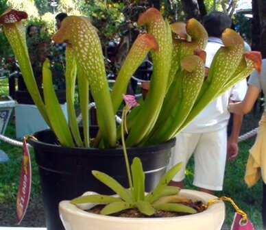 Sổ tay du lịch so tay du lich Sotaydulich Sotay Dulich Khampha Kham Pha Bui Doc dao cac loai hoa ky hoa di thao o Hoi hoa xuan Tao Dan 2012