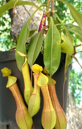 Sổ tay du lịch so tay du lich Sotaydulich Sotay Dulich Khampha Kham Pha Bui Doc dao cac loai hoa ky hoa di thao o Hoi hoa xuan Tao Dan 2012
