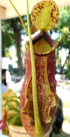 Sổ tay du lịch so tay du lich Sotaydulich Sotay Dulich Khampha Kham Pha Bui Doc dao cac loai hoa ky hoa di thao o Hoi hoa xuan Tao Dan 2012