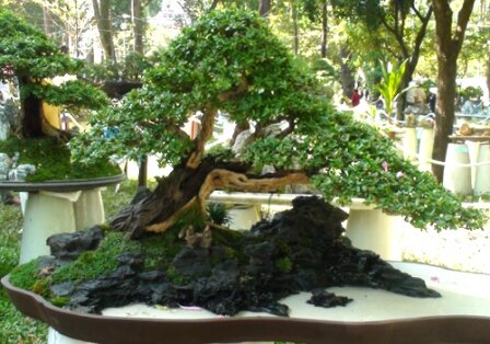 Sổ tay du lịch so tay du lich Sotaydulich Sotay Dulich Khampha Kham Pha Bui Doc dao cac loai hoa ky hoa di thao o Hoi hoa xuan Tao Dan 2012