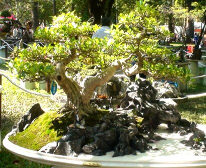 Sổ tay du lịch so tay du lich Sotaydulich Sotay Dulich Khampha Kham Pha Bui Doc dao cac loai hoa ky hoa di thao o Hoi hoa xuan Tao Dan 2012