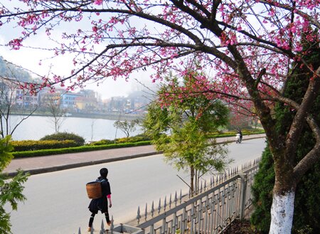 Sổ tay du lịch so tay du lich Sotaydulich Sotay Dulich Khampha Kham Pha Bui Hoa anh dao Nhat Ban khoe sac o Sa Pa