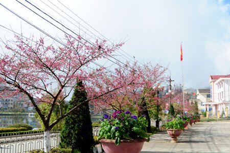 Sổ tay du lịch so tay du lich Sotaydulich Sotay Dulich Khampha Kham Pha Bui Hoa anh dao Nhat Ban khoe sac o Sa Pa