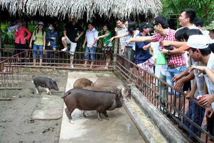 Sổ tay du lịch so tay du lich Sotaydulich Sotay Dulich Khampha Kham Pha Bui Den khu du lich My Khanh xem dua heo