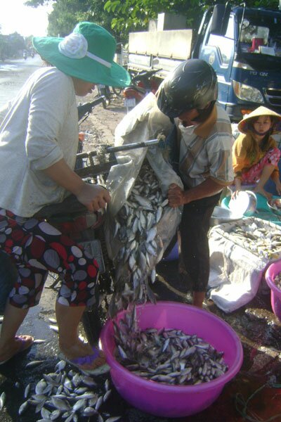 Sổ tay du lịch so tay du lich Sotaydulich Sotay Dulich Khampha Kham Pha Bui Ron rang cho ca linh o An Giang