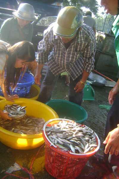 Sổ tay du lịch so tay du lich Sotaydulich Sotay Dulich Khampha Kham Pha Bui Ron rang cho ca linh o An Giang