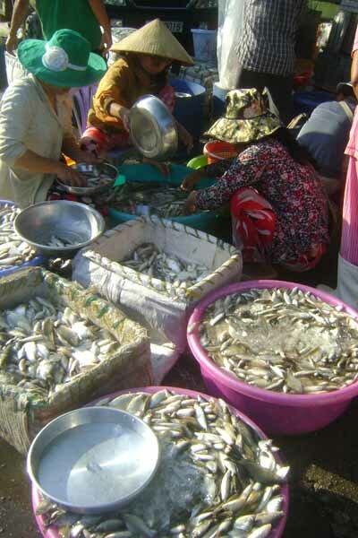 Sổ tay du lịch so tay du lich Sotaydulich Sotay Dulich Khampha Kham Pha Bui Ron rang cho ca linh o An Giang