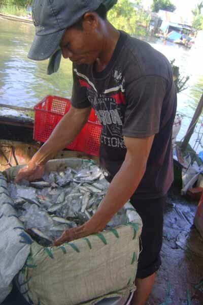Sổ tay du lịch so tay du lich Sotaydulich Sotay Dulich Khampha Kham Pha Bui Ron rang cho ca linh o An Giang