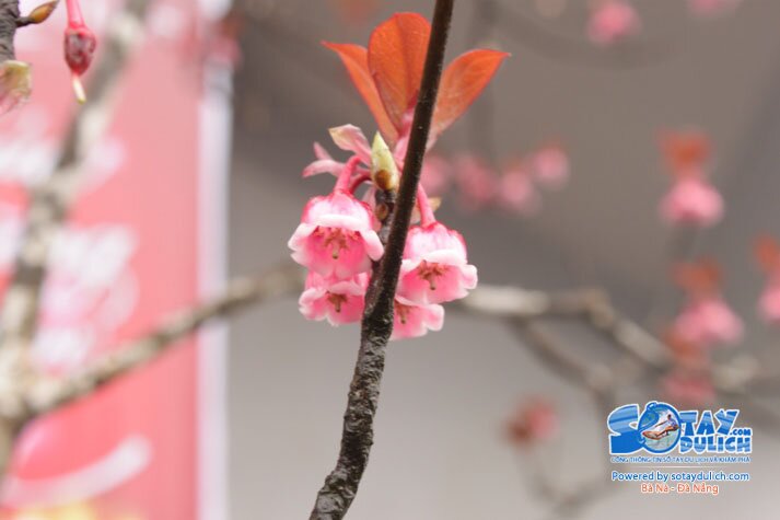 Sổ tay du lịch so tay du lich Sotaydulich Sotay Dulich Khampha Kham Pha Bui Dao chuong Nang tien cua Ba Na