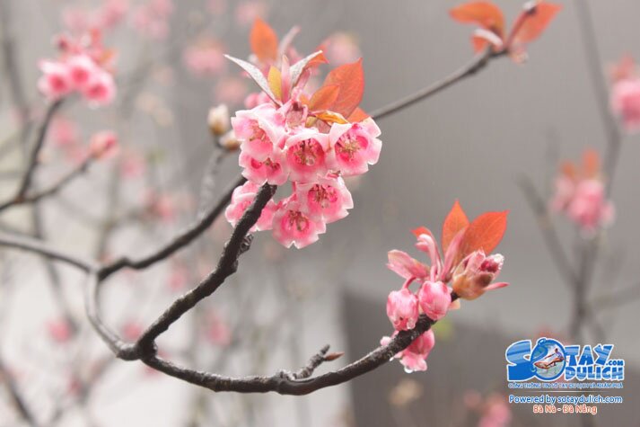 Sổ tay du lịch so tay du lich Sotaydulich Sotay Dulich Khampha Kham Pha Bui Dao chuong Nang tien cua Ba Na
