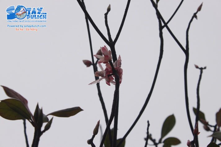 Sổ tay du lịch so tay du lich Sotaydulich Sotay Dulich Khampha Kham Pha Bui Dao chuong Nang tien cua Ba Na