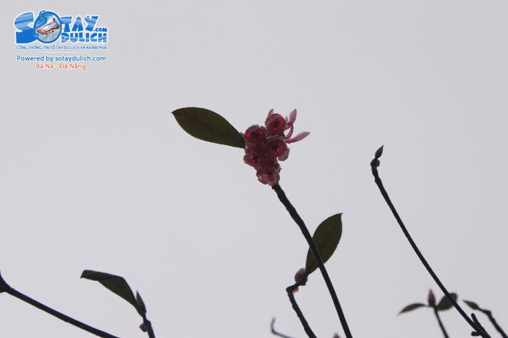 Sổ tay du lịch so tay du lich Sotaydulich Sotay Dulich Khampha Kham Pha Bui Dao chuong Nang tien cua Ba Na