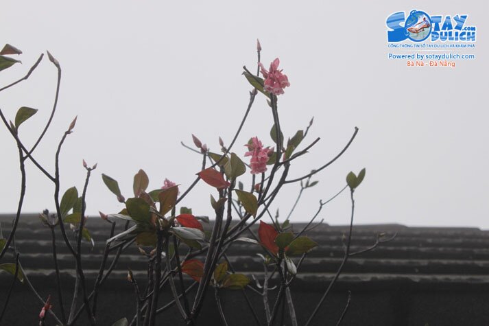 Sổ tay du lịch so tay du lich Sotaydulich Sotay Dulich Khampha Kham Pha Bui Dao chuong Nang tien cua Ba Na