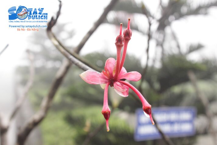 Sổ tay du lịch so tay du lich Sotaydulich Sotay Dulich Khampha Kham Pha Bui Dao chuong Nang tien cua Ba Na