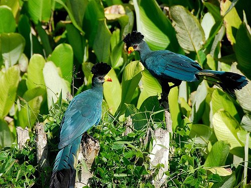 Sổ tay du lịch so tay du lich Sotaydulich Sotay Dulich Khampha Kham Pha Bui Ngam thu hoang o Ghana