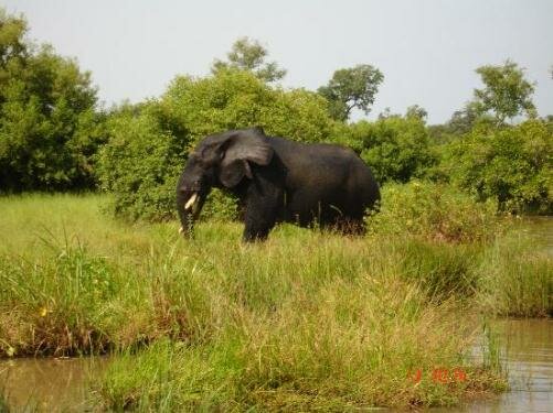 Sổ tay du lịch so tay du lich Sotaydulich Sotay Dulich Khampha Kham Pha Bui Ngam thu hoang o Ghana
