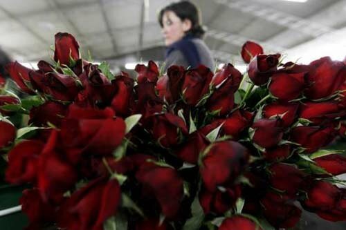 Sổ tay du lịch so tay du lich Sotaydulich Sotay Dulich Khampha Kham Pha Bui Khong khi Valentine ron rang khap the gioi
