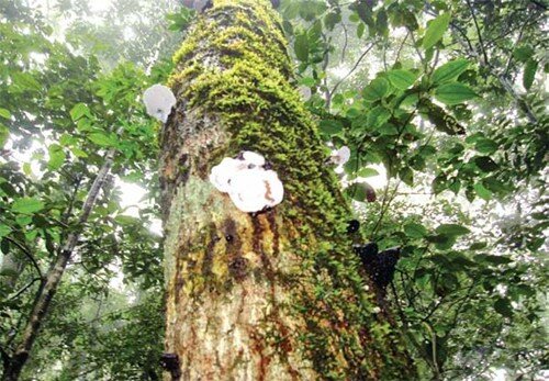Sổ tay du lịch so tay du lich Sotaydulich Sotay Dulich Khampha Kham Pha Bui Den voi Vuon quoc gia Biduop Nui Ba