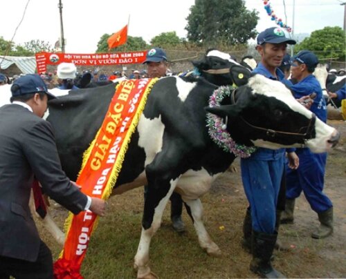 Sổ tay du lịch so tay du lich Sotaydulich Sotay Dulich Khampha Kham Pha Bui Du lich vat sua bo o Moc Chau