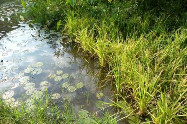 Sổ tay du lịch so tay du lich Sotaydulich Sotay Dulich Khampha Kham Pha Bui Lang que moc mac ngay tai Phu My Hung