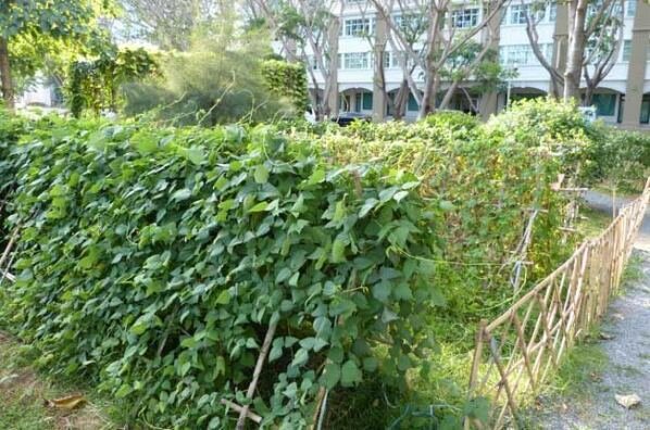 Sổ tay du lịch so tay du lich Sotaydulich Sotay Dulich Khampha Kham Pha Bui Lang que moc mac ngay tai Phu My Hung