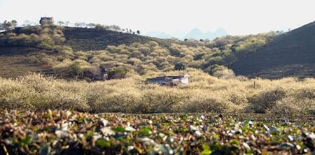 Sổ tay du lịch so tay du lich Sotaydulich Sotay Dulich Khampha Kham Pha Bui Ngat ngay canh dep Moc Chau