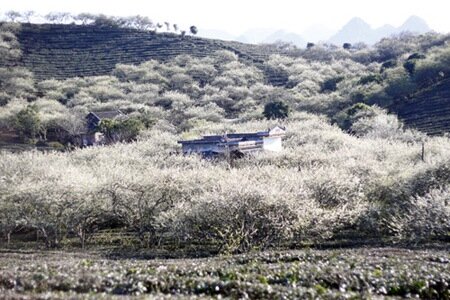 Sổ tay du lịch so tay du lich Sotaydulich Sotay Dulich Khampha Kham Pha Bui Ngat ngay canh dep Moc Chau