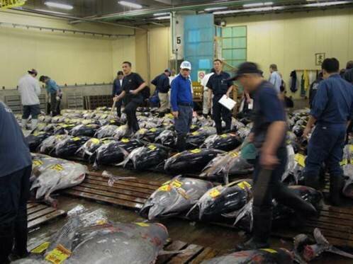 Sổ tay du lịch so tay du lich Sotaydulich Sotay Dulich Khampha Kham Pha Bui Tour tham quan cho ca Tsukiji va tu tay lam sushi