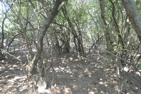 Sổ tay du lịch so tay du lich Sotaydulich Sotay Dulich Khampha Kham Pha Bui Kham pha ve dep Ru Cha