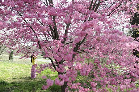 Sổ tay du lịch so tay du lich Sotaydulich Sotay Dulich Khampha Kham Pha Bui Washington DC ruc ro sac hoa anh dao
