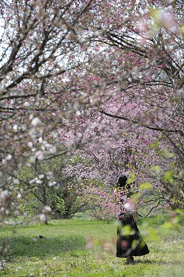 Sổ tay du lịch so tay du lich Sotaydulich Sotay Dulich Khampha Kham Pha Bui Washington DC ruc ro sac hoa anh dao