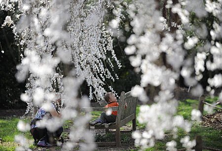 Sổ tay du lịch so tay du lich Sotaydulich Sotay Dulich Khampha Kham Pha Bui Washington DC ruc ro sac hoa anh dao
