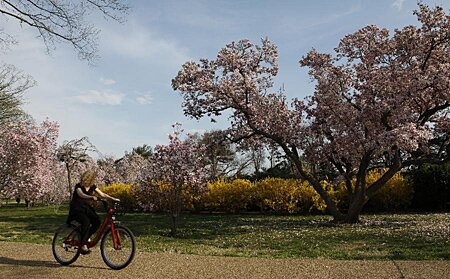 Sổ tay du lịch so tay du lich Sotaydulich Sotay Dulich Khampha Kham Pha Bui Washington DC ruc ro sac hoa anh dao