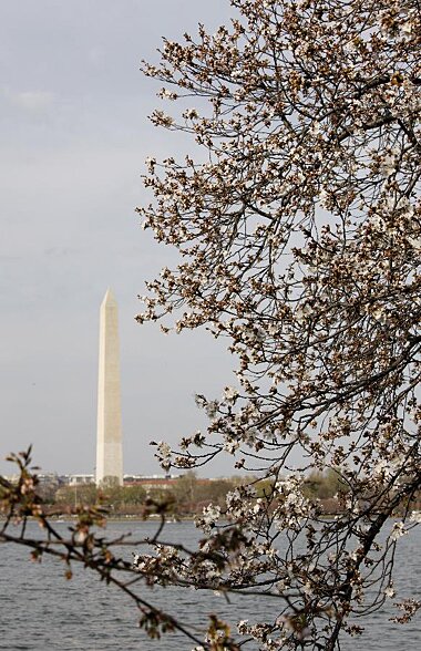Sổ tay du lịch so tay du lich Sotaydulich Sotay Dulich Khampha Kham Pha Bui Washington DC ruc ro sac hoa anh dao