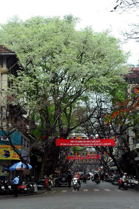 Sổ tay du lịch so tay du lich Sotaydulich Sotay Dulich Khampha Kham Pha Bui Mua hoa sua Ha Noi