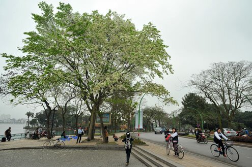 Sổ tay du lịch so tay du lich Sotaydulich Sotay Dulich Khampha Kham Pha Bui Mua hoa sua Ha Noi