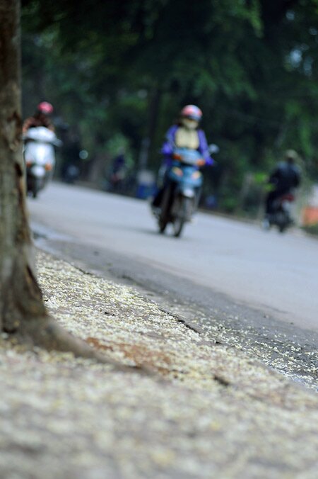 Sổ tay du lịch so tay du lich Sotaydulich Sotay Dulich Khampha Kham Pha Bui Mua hoa sua Ha Noi